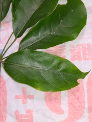 Heptapleurum heptaphyllum