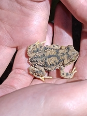 Rhinella achalensis