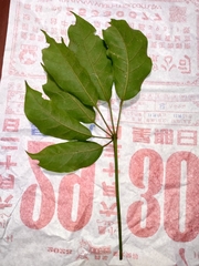 Heptapleurum heptaphyllum