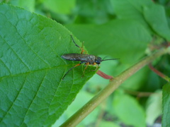 Tenthredo atra