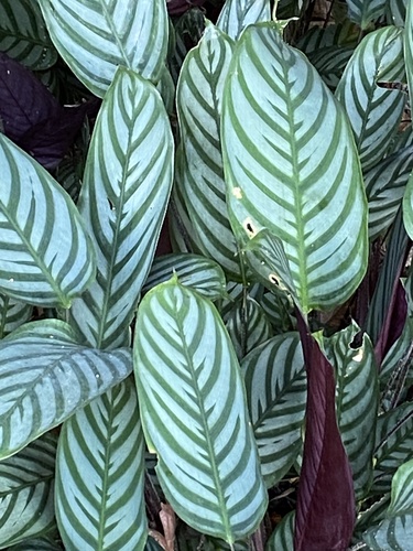 Foto de Maranta