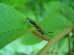 Tenthredo atra