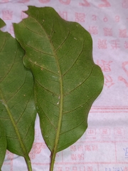 Heptapleurum heptaphyllum