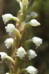 Satyrium acuminatum