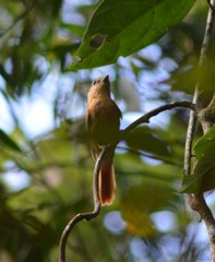 Pachyramphus castaneus