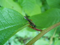 Tenthredo atra