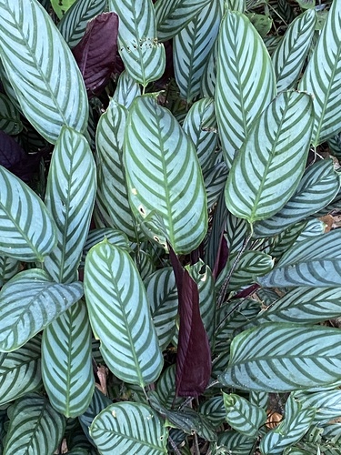 Foto de Maranta