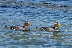 Tachyeres patachonicus