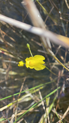 Utricularia inflata