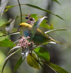 Tangara cyanoventris