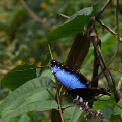 Morpho helenor montezuma