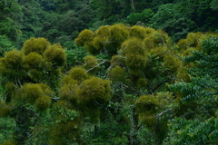 Viscum articulatum