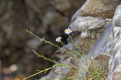Erigeron arenarioides