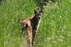 Lynx lynx