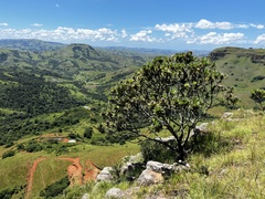 Protea roupelliae roupelliae