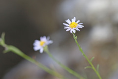 Erigeron arenarioides