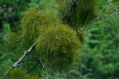 Viscum articulatum