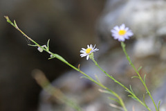 Erigeron arenarioides