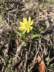 Pyrrhopappus pauciflorus