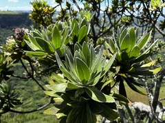 Protea roupelliae roupelliae