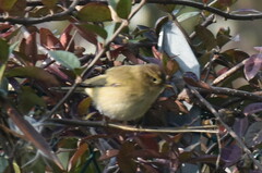 Phylloscopus collybita