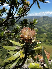 Protea roupelliae roupelliae