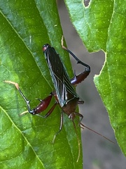 Nematopus