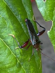 Nematopus