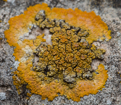 Variospora aurantia