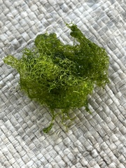 Hydrodictyon reticulatum