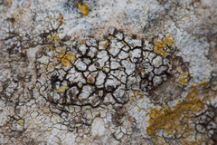 Variospora aurantia