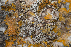 Variospora aurantia