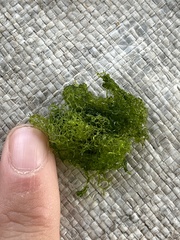 Hydrodictyon reticulatum