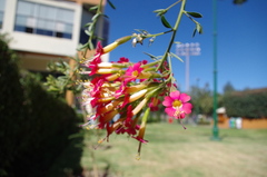 Cantua buxifolia