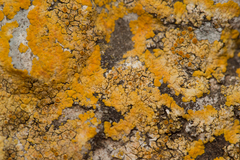 Variospora aurantia