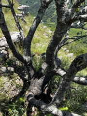 Protea roupelliae roupelliae