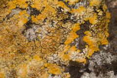 Variospora aurantia