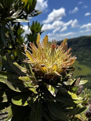 Protea roupelliae roupelliae