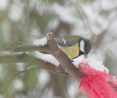 Parus major