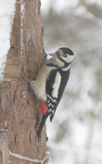 Dendrocopos major