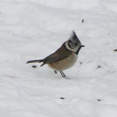 Lophophanes cristatus