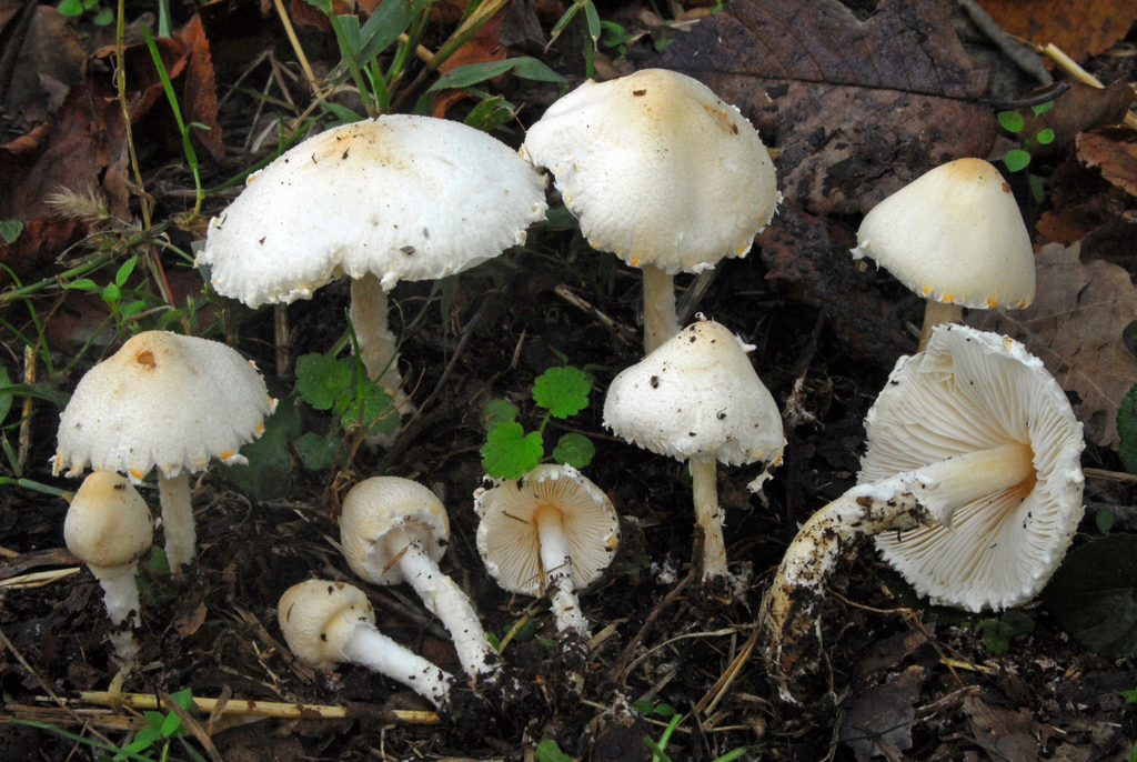 Lepiota angustispora