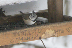Lophophanes cristatus