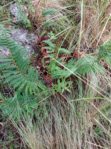 Polystichum platyphyllum observed 2023-01-29