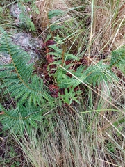 Polystichum montevidense