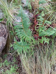 Polystichum montevidense