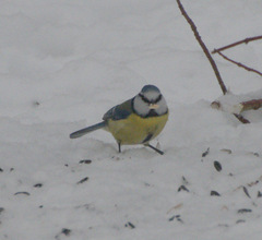 Cyanistes caeruleus