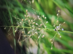 Dichanthelium acuminatum