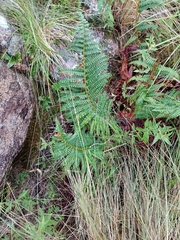 Polystichum montevidense
