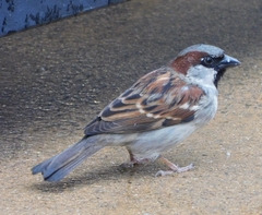 Passer domesticus